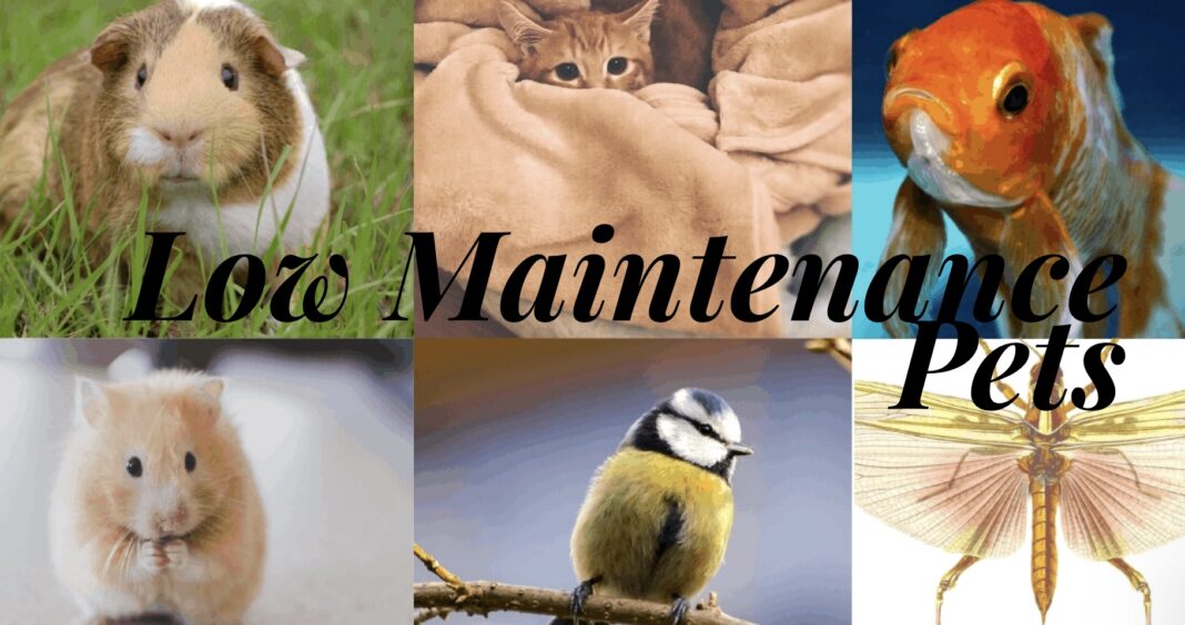 Top 20 Low Maintenance Pets for Kids & Adults - Orderly ...